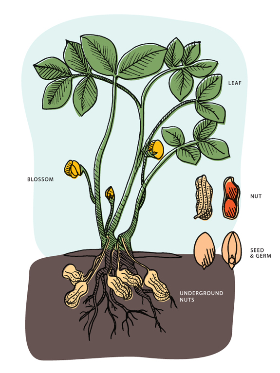 peanut plant life cycle